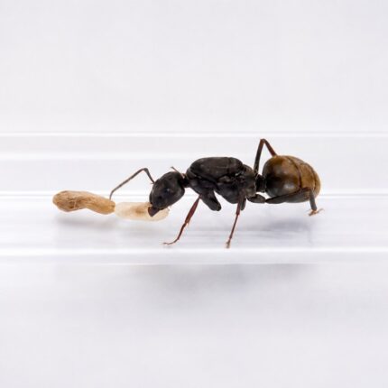 Camponotus flavomarginatus major worker — robust thorax and large heads carpenter ant found around the world, live colony at ANTonTOP