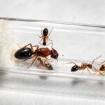 Camponotus floridanus - obrazek 4