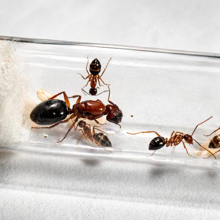 Camponotus floridanus — żywa kolonia mrówek na sprzedaż w ANTonTOP