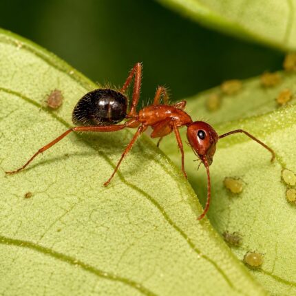 Camponotus floridanus duża robotnica — czerwono-pomarańczowa głowa i tułów z czarnym gasterem florydzka mrówka stolarka z południowo-wschodnich USA, żywa kolonia w ANTonTOP