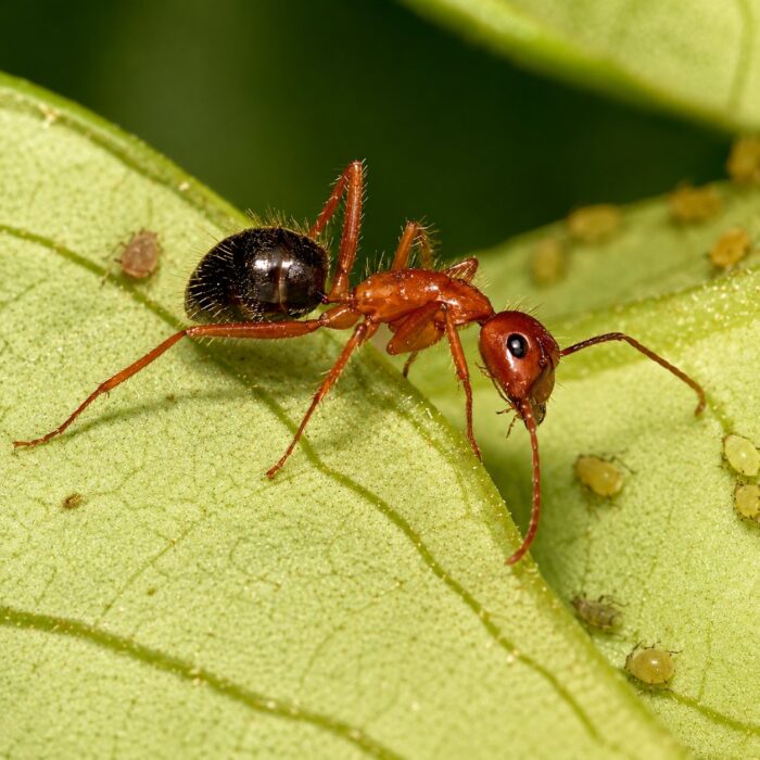 Camponotus floridanus duża robotnica — czerwonopomarańczowa głowa i tułów z czarnym gasterem florydzka mrówka stolarka z południowowschodnich USA, żywa kolonia w ANTonTOP