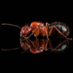 Camponotus floridanus - obrazek 2