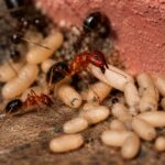 Camponotus floridanus - obrazek 3
