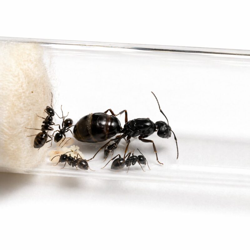 Camponotus foreli major worker — robust thorax and large heads carpenter ant found around the world, live colony at ANTonTOP
