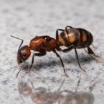 Camponotus habereri - obrazek 2