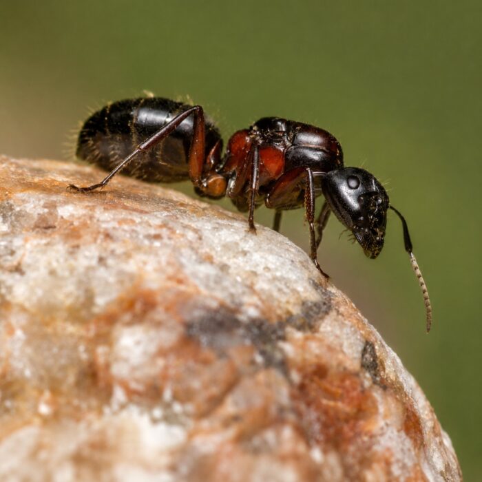 Camponotus herculeanus reina con cría — colonia fundadora de hormiga carpintera Hércules de bosques holárticos, hormigas vivas en venta