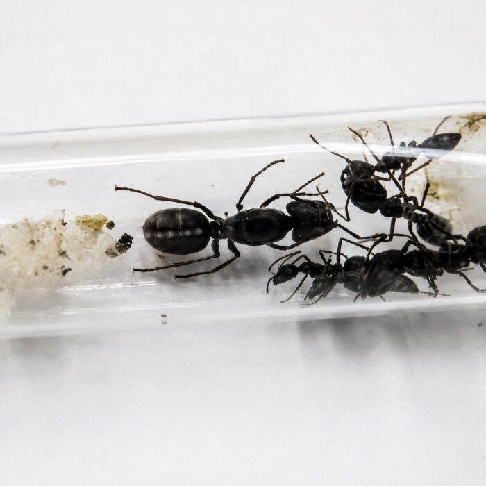 Camponotus holosericeus duża robotnica — krępy tułów i duże głowy mrówka stolarka występująca na całym świecie, żywa kolonia w ANTonTOP