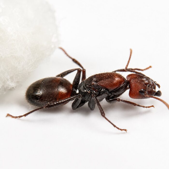 Camponotus irritabilis major worker — robust thorax and large heads carpenter ant found around the world, live colony at ANTonTOP