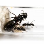 Camponotus japonicus duża robotnica — matowa czarna japońska mrówka stolarka z Japonii i Azji Wschodniej, żywa kolonia w ANTonTOP