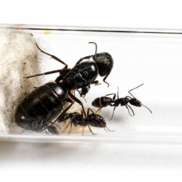 camponotusjaponicusCamponotusjaponicus1 Camponotus japonicus duża robotnica — matowa czarna japońska mrówka stolarka z Japonii i Azji Wschodniej, żywa kolonia w ANTonTOP