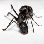 Camponotus japonicus - obrazek 2