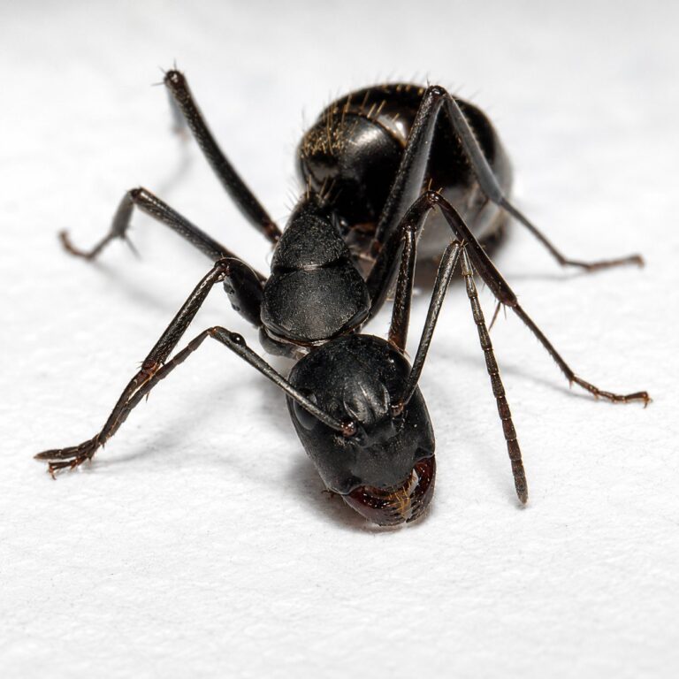 Camponotus japonicus reina con cría — colonia fundadora de hormiga carpintera japonesa de Japón y Asia Oriental, hormigas vivas en venta