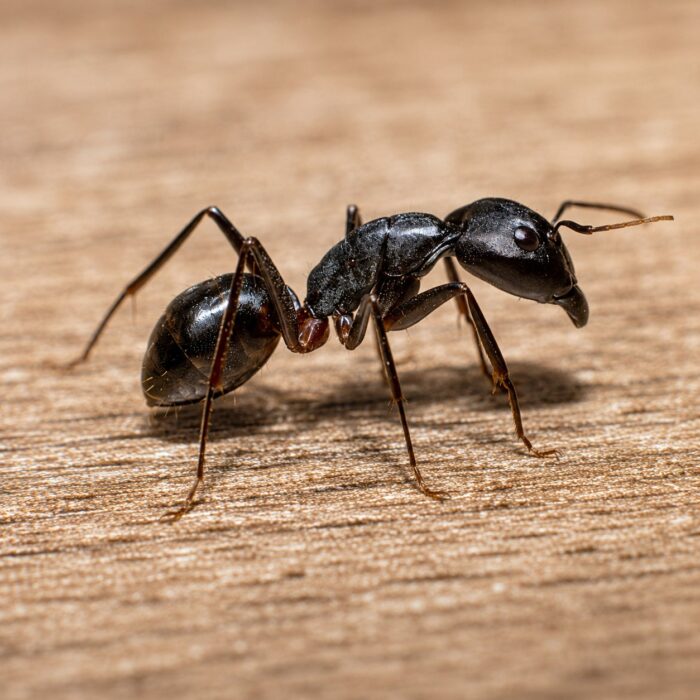 Camponotus kugleri major worker — robust thorax and large heads carpenter ant found around the world, live colony at ANTonTOP