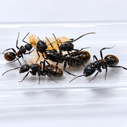 Camponotus nossibeensis — żywa kolonia mrówek na sprzedaż w ANTonTOP