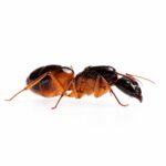 Camponotus sanctus reina con cría — colonia fundadora de hormiga carpintera distribuida por todo el mundo, hormigas vivas en venta