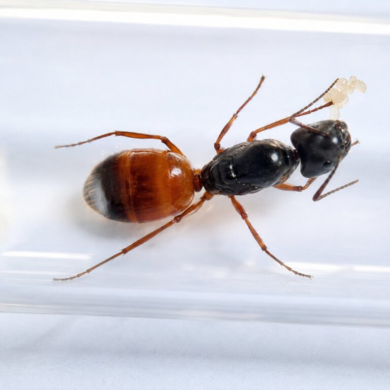Camponotus sansabeanus duża robotnica — krępy tułów i duże głowy mrówka stolarka występująca na całym świecie, żywa kolonia w ANTonTOP