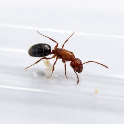 Camponotus sayi major worker — robust thorax and large heads carpenter ant found around the world, live colony at ANTonTOP