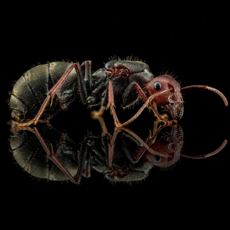 Camponotus sericeus duża robotnica — krępy tułów i duże głowy mrówka stolarka występująca na całym świecie, żywa kolonia w ANTonTOP