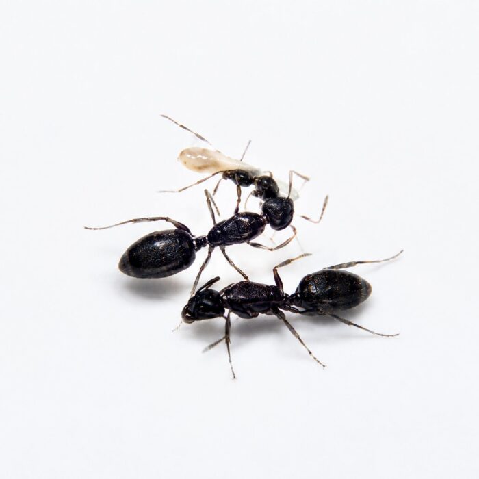Camponotus sexguttatus major worker — robust thorax and large heads carpenter ant found around the world, live colony at ANTonTOP