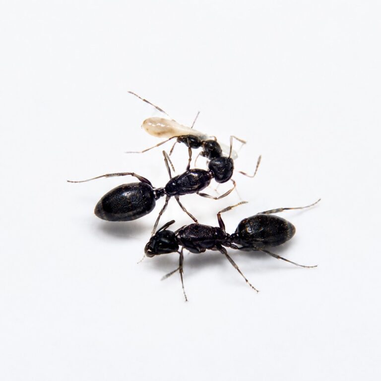 Camponotus sexguttatus duża robotnica — krępy tułów i duże głowy mrówka stolarka występująca na całym świecie, żywa kolonia w ANTonTOP
