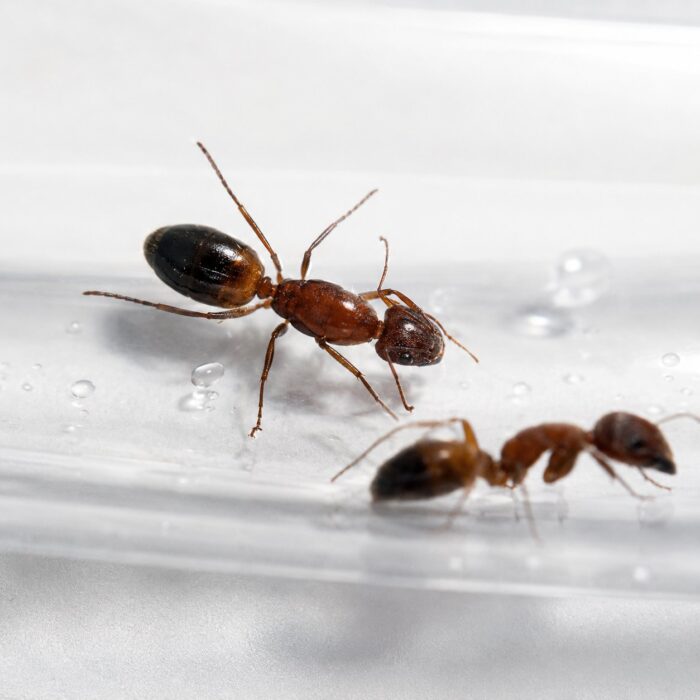 Camponotus shaqualavensis major worker — robust thorax and large heads carpenter ant found around the world, live colony at ANTonTOP