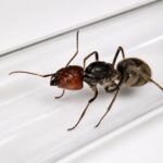 Camponotus singularis reina con cría — colonia fundadora de hormiga carpintera gigante vietnamita de Vietnam, hormigas vivas en venta