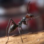 Camponotus singularis obreras en formicario — 13-15 mm hormiga carpintera gigante vietnamita para criadores, colonias tranquilas y pausadas