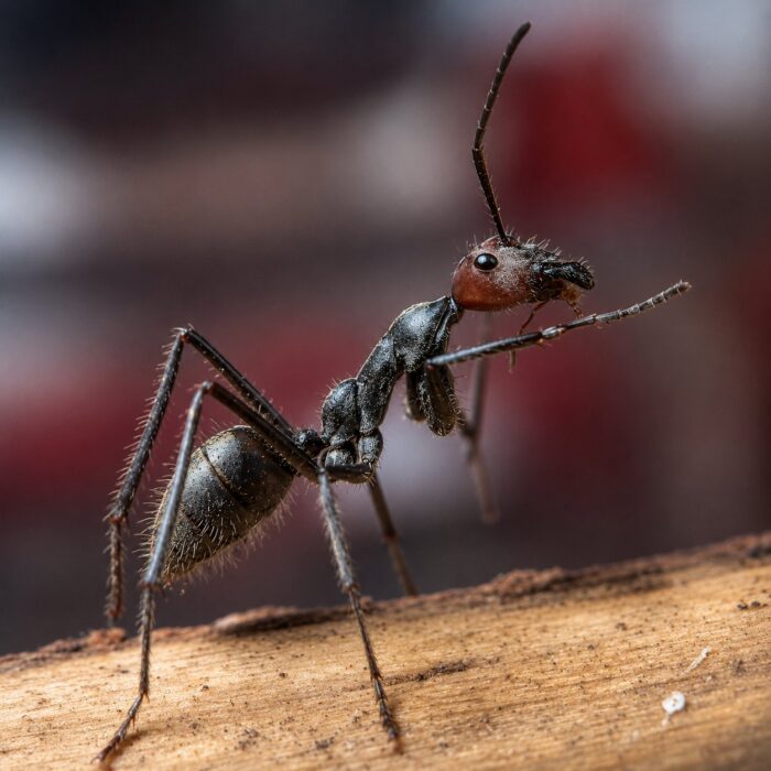 Camponotus singularis obreras en formicario — 1315 mm hormiga carpintera gigante vietnamita para criadores, colonias tranquilas y pausadas
