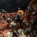 Camponotus singularis retrato de soldado — negra con cabeza y tórax rojos, colonia de hormiga carpintera gigante vietnamita disponible en ANTonTOP