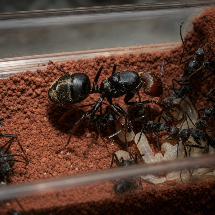 Camponotus singularis vista de colonia — colonia inicial de hormiga carpintera gigante vietnamita lista para enviar desde ANTonTOP