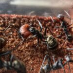 Camponotus singularis obrera de cerca — obreras mayores polimórficas y obreras menores, hormiga carpintera gigante vietnamita exótica para criadores de hormigas