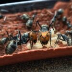 Camponotus singularis obreras en formicario — 13-15 mm hormiga carpintera gigante vietnamita para criadores, colonias tranquilas y pausadas