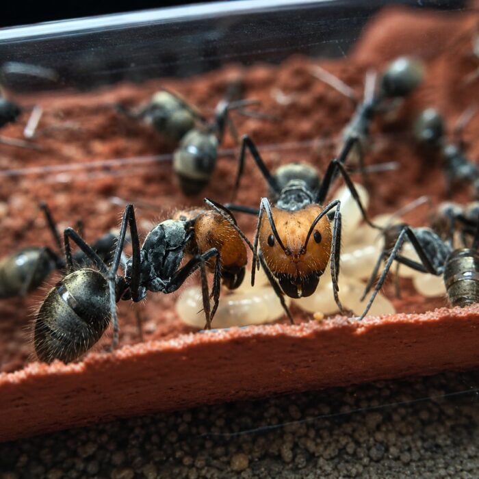 Camponotus singularis obreras en formicario — 1315 mm hormiga carpintera gigante vietnamita para criadores, colonias tranquilas y pausadas