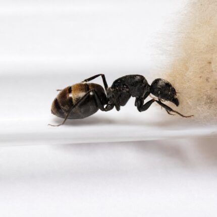 Camponotus spinolae duża robotnica — krępy tułów i duże głowy mrówka stolarka występująca na całym świecie, żywa kolonia w ANTonTOP