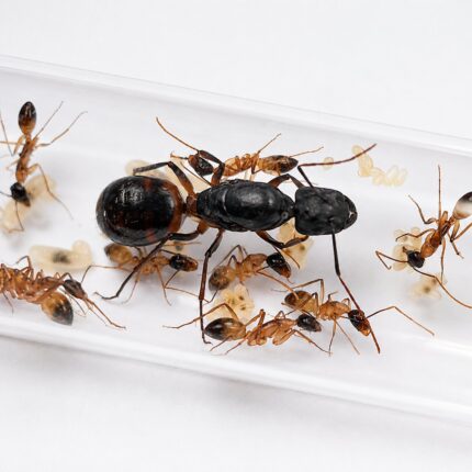 Camponotus thoracicus major worker — robust thorax and large heads carpenter ant found around the world, live colony at ANTonTOP