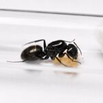 Camponotus tonkinus reina con cría — colonia fundadora de hormiga carpintera de Tonkín de Vietnam, hormigas vivas en venta
