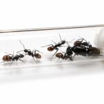 Camponotus tonkinus major worker — reddish-brown and black Tonkin carpenter ant from Vietnam, live colony at ANTonTOP