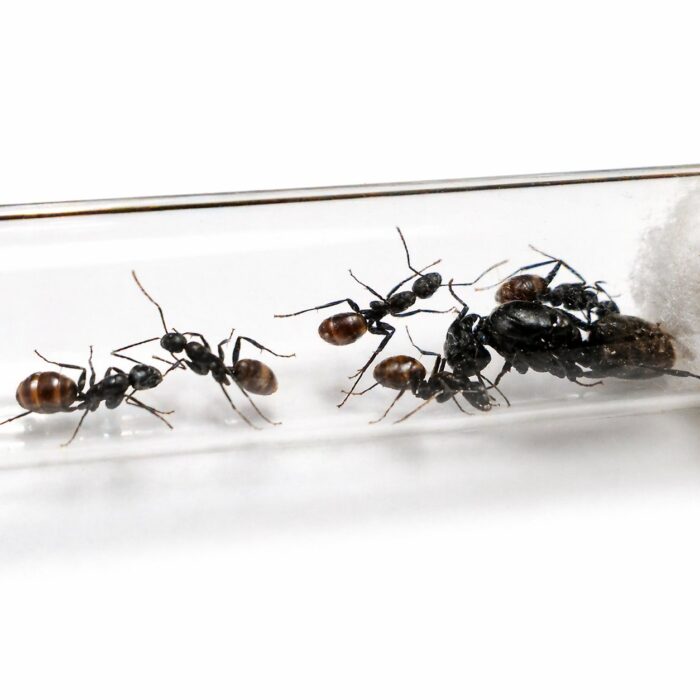 camponotustonkinusCamponotustonkinus3 Camponotus tonkinus major worker — reddishbrown and black Tonkin carpenter ant from Vietnam, live colony at ANTonTOP