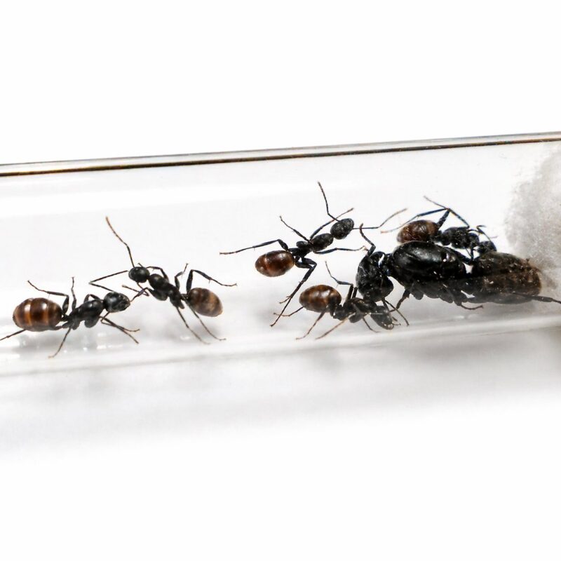 Camponotus tonkinus major worker — reddish-brown and black Tonkin carpenter ant from Vietnam, live colony at ANTonTOP