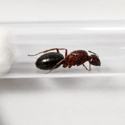 Camponotus turkestanicus duża robotnica — krępy tułów i duże głowy mrówka stolarka występująca na całym świecie, żywa kolonia w ANTonTOP