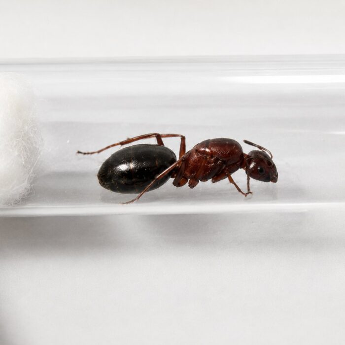 Camponotus turkestanicus major worker — robust thorax and large heads carpenter ant found around the world, live colony at ANTonTOP