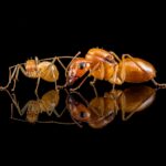 Camponotus turkestanus major worker — robust thorax and large heads carpenter ant found around the world, live colony at ANTonTOP