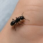 Camponotus vagus - obrazek 3