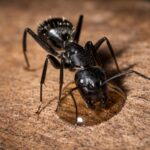 Camponotus vagus - obrazek 2
