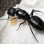 Camponotus vagus duża robotnica — krępy tułów i duże głowy mrówka stolarka występująca na całym świecie, żywa kolonia w ANTonTOP