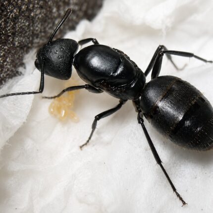 Camponotus vagus major worker — robust thorax and large heads carpenter ant found around the world, live colony at ANTonTOP