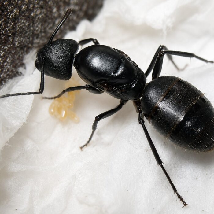 camponotusvagusCamponotusvagus5 Camponotus vagus duża robotnica — krępy tułów i duże głowy mrówka stolarka występująca na całym świecie, żywa kolonia w ANTonTOP