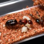Camponotus vanispinus duża robotnica — krępy tułów i duże głowy mrówka stolarka występująca na całym świecie, żywa kolonia w ANTonTOP