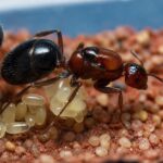 Camponotus vanispinus - obrazek 2