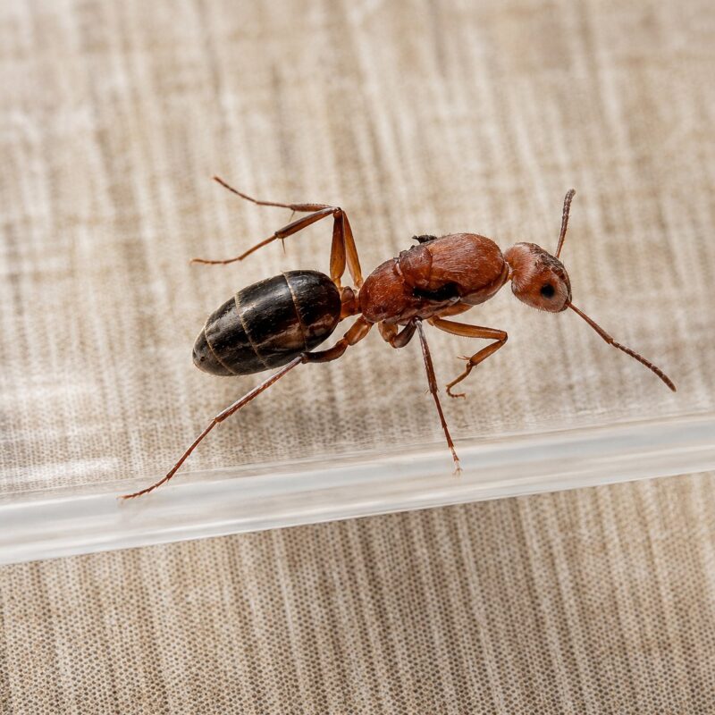 Camponotus vestitus major worker — robust thorax and large heads carpenter ant found around the world, live colony at ANTonTOP